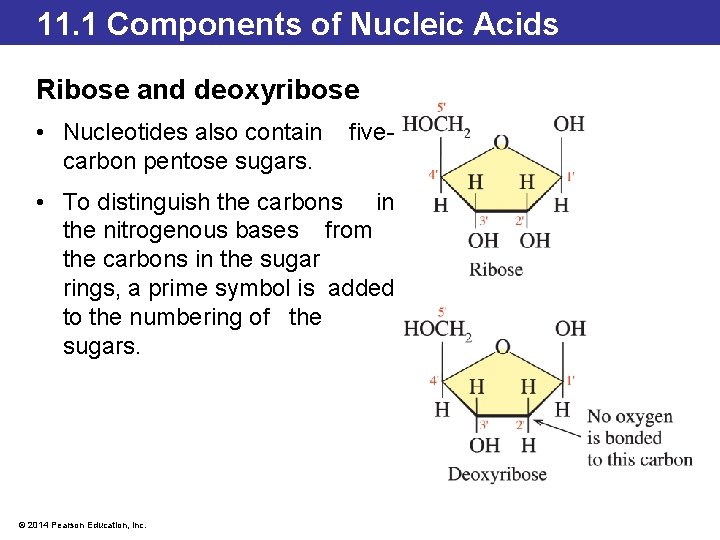 11. 1 Components of Nucleic Acids Ribose and deoxyribose • Nucleotides also contain carbon