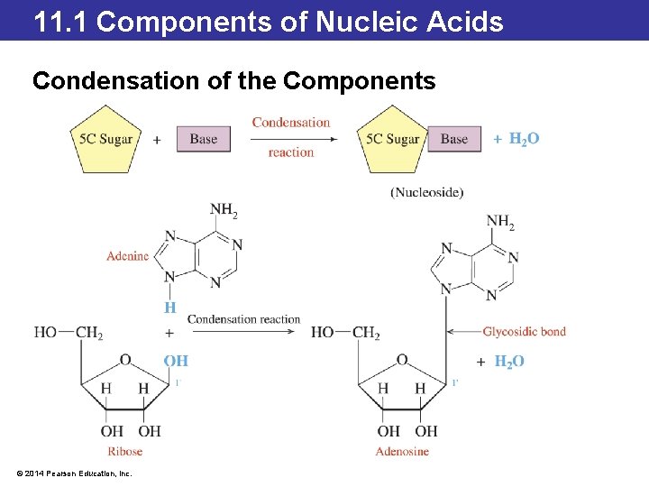 11. 1 Components of Nucleic Acids Condensation of the Components © 2014 Pearson Education,