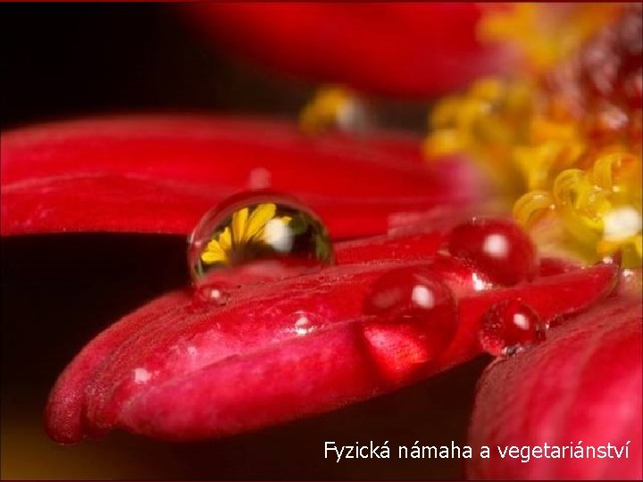 Fyzická námaha a vegetariánství 