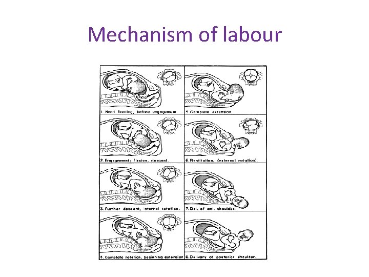 Mechanism of labour 