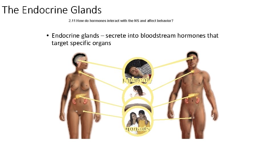The Endocrine Glands 2. 11 How do hormones interact with the NS and affect