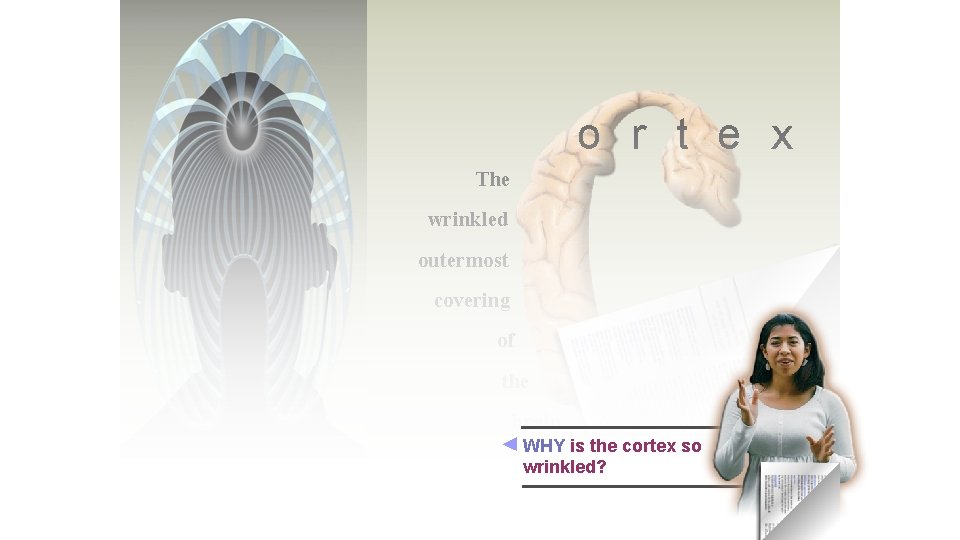 o r t e x The wrinkled outermost covering of the brain WHY is