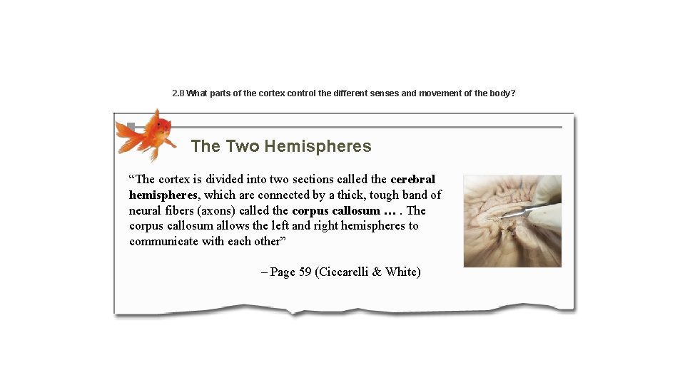 2. 8 What parts of the cortex control the different senses and movement of