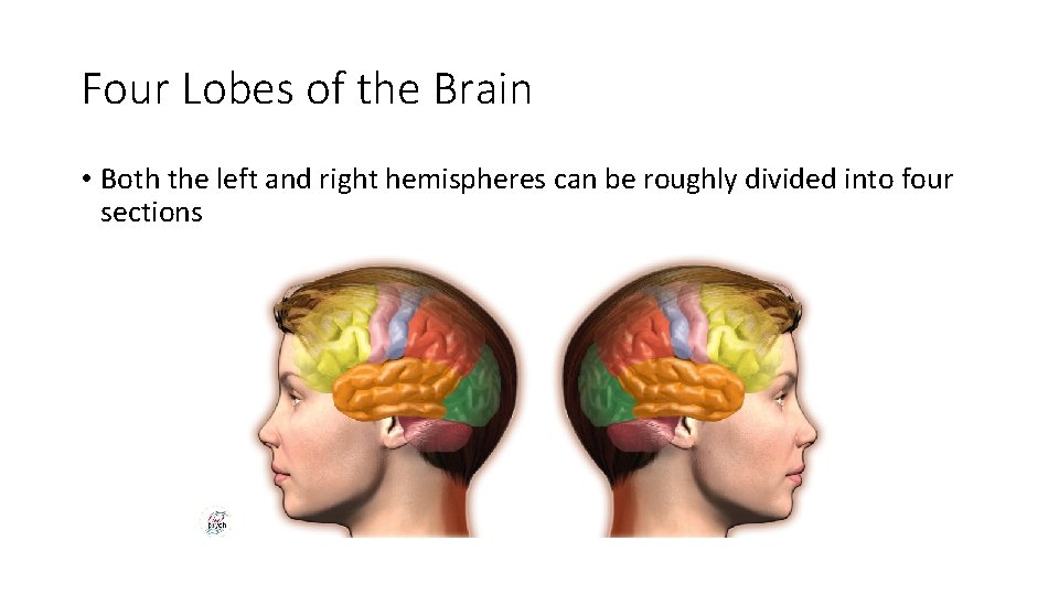 Four Lobes of the Brain • Both the left and right hemispheres can be