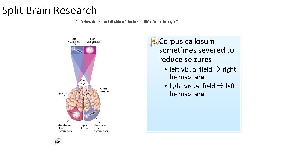 Split Brain Research 2. 10 How does the left side of the brain differ