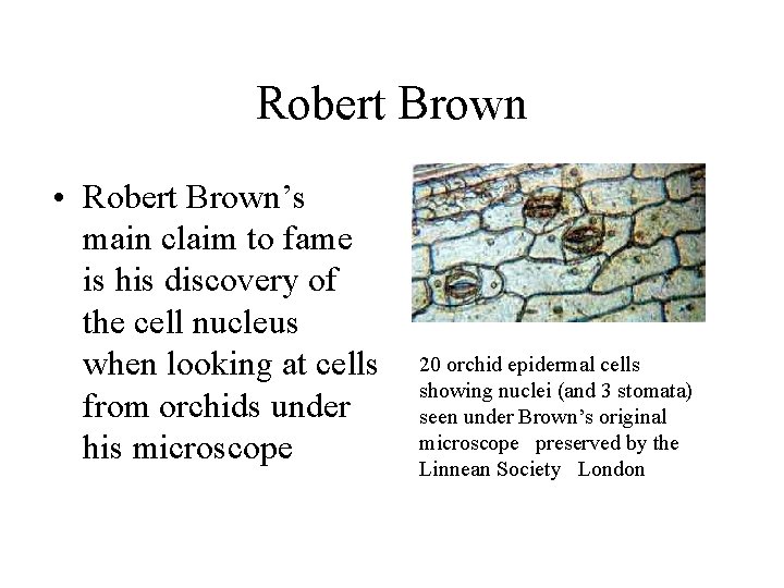 Robert Brown • Robert Brown’s main claim to fame is his discovery of the