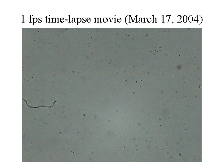 1 fps time-lapse movie (March 17, 2004) 