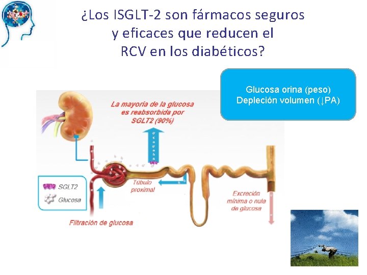 ¿Los ISGLT-2 son fármacos seguros y eficaces que reducen el RCV en los diabéticos?