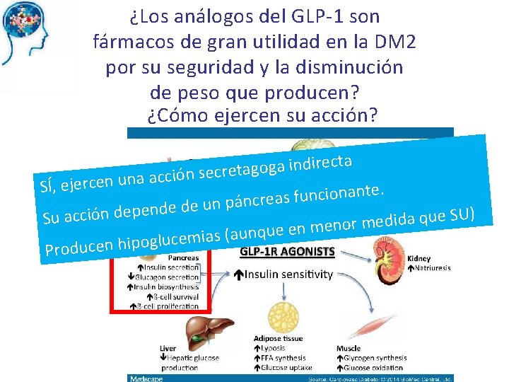¿Los análogos del GLP-1 son fármacos de gran utilidad en la DM 2 por