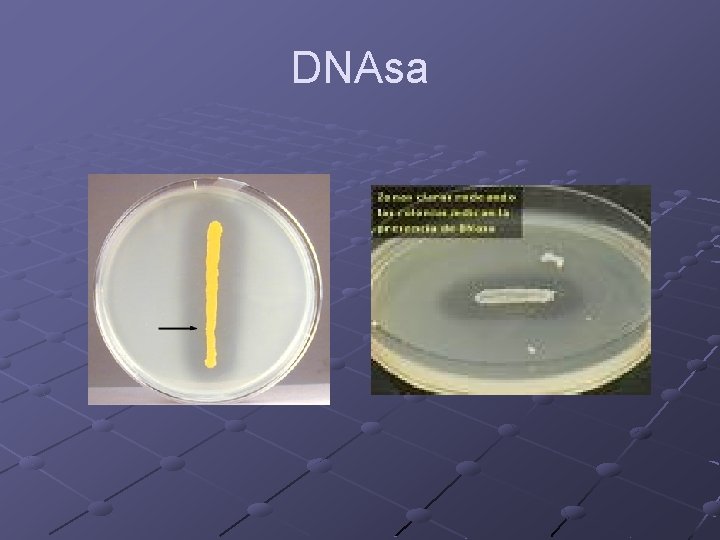 DNAsa 