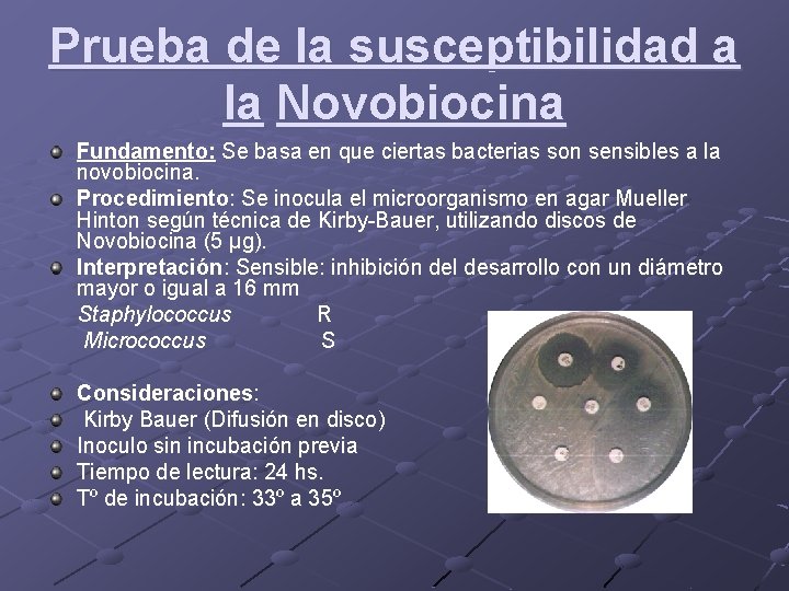 Prueba de la susceptibilidad a la Novobiocina Fundamento: Se basa en que ciertas bacterias