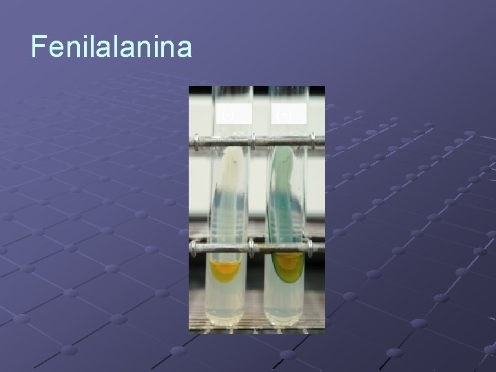 Fenilalanina (-) (+) 
