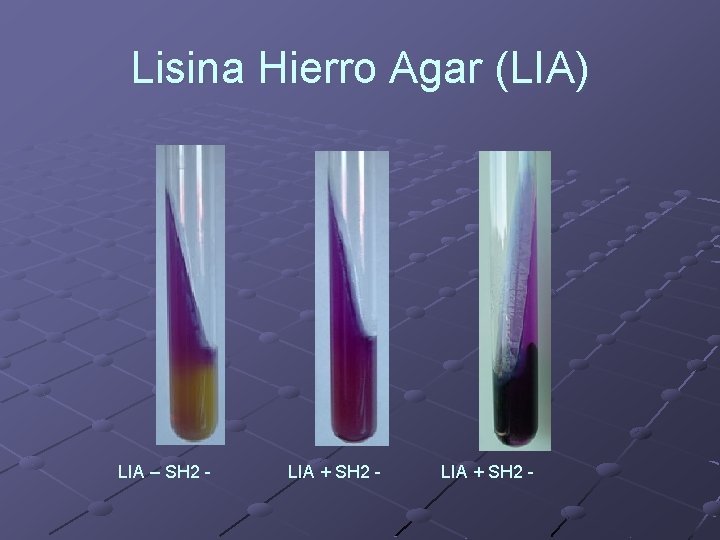 Lisina Hierro Agar (LIA) LIA – SH 2 - LIA + SH 2 -