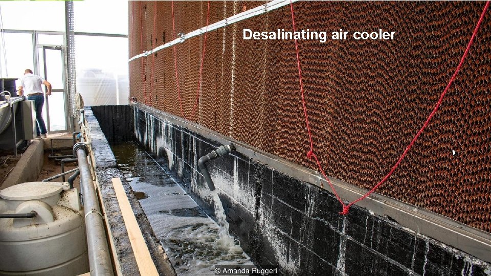 Desalinating air cooler 