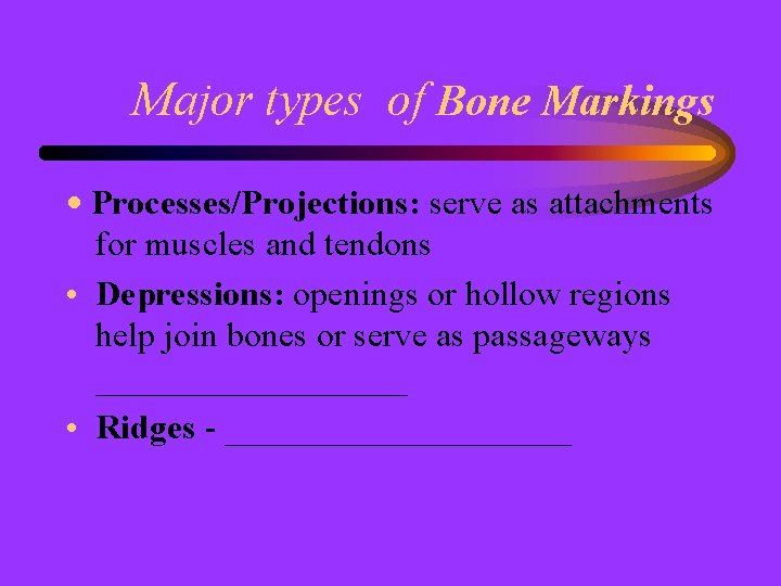 Major types of Bone Markings • Processes/Projections: serve as attachments for muscles and tendons