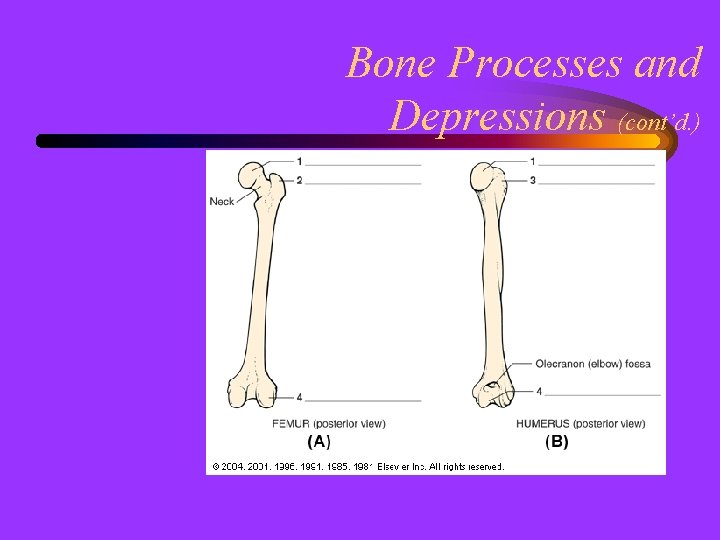 Bone Processes and Depressions (cont’d. ) 