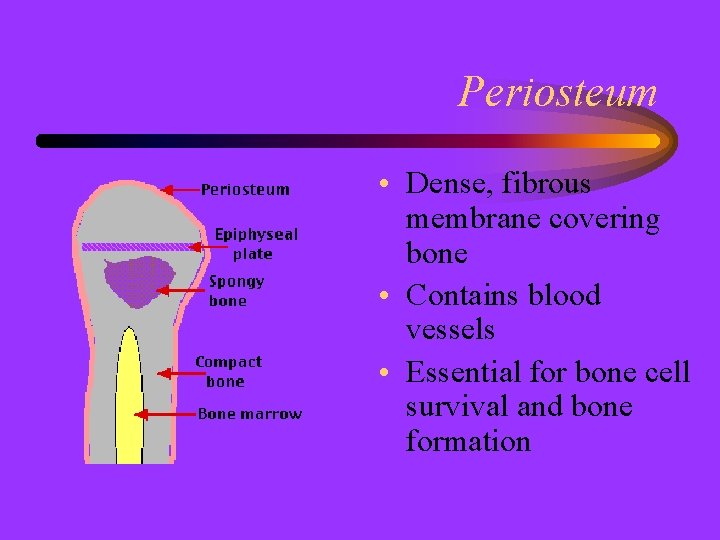 Periosteum • Dense, fibrous membrane covering bone • Contains blood vessels • Essential for