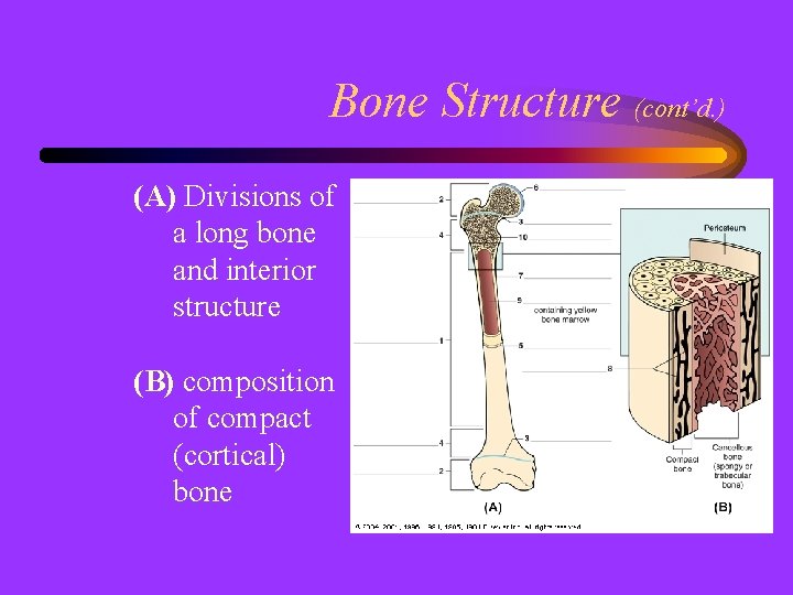 Bone Structure (cont’d. ) (A) Divisions of a long bone and interior structure (B)