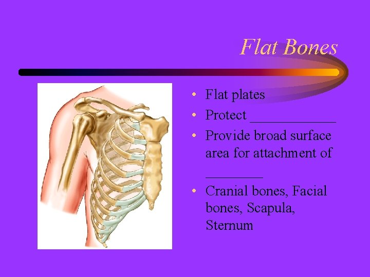 Flat Bones • Flat plates • Protect ______ • Provide broad surface area for