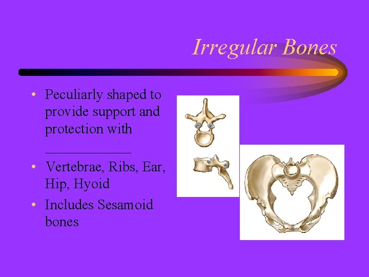Irregular Bones • Peculiarly shaped to provide support and protection with ______ • Vertebrae,