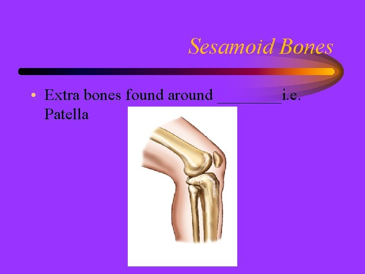 Sesamoid Bones • Extra bones found around ____i. e. Patella 