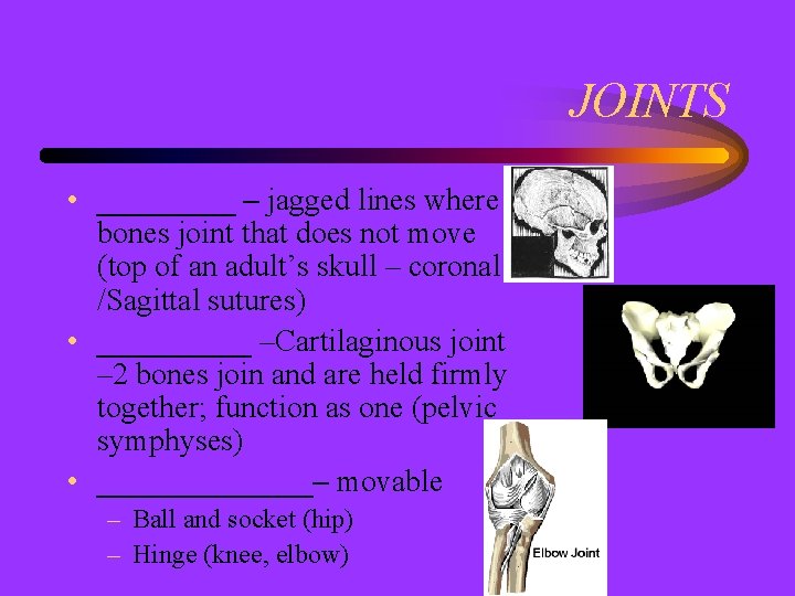 JOINTS • _____ – jagged lines where bones joint that does not move (top
