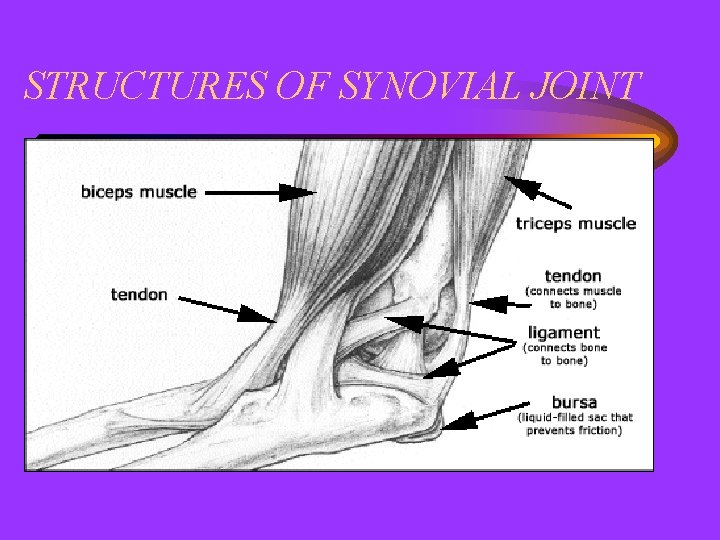 STRUCTURES OF SYNOVIAL JOINT 
