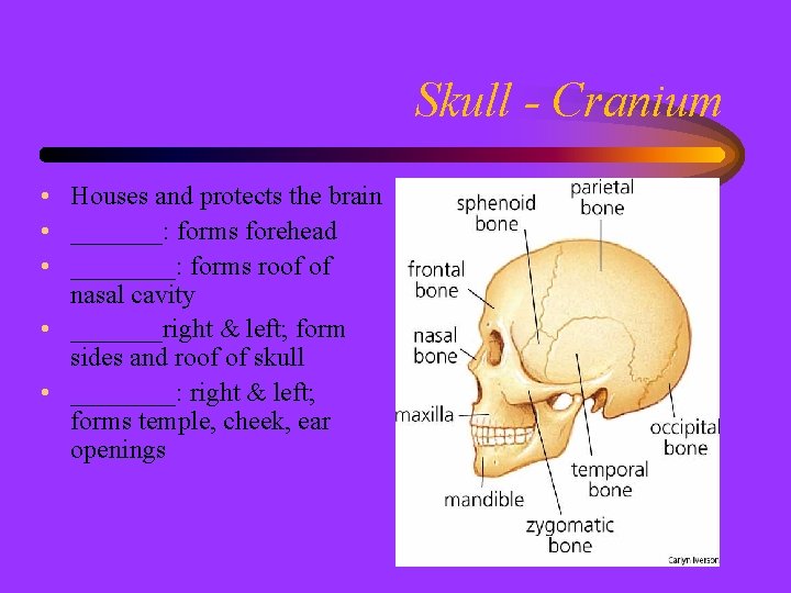 Skull - Cranium • Houses and protects the brain • _______: forms forehead •