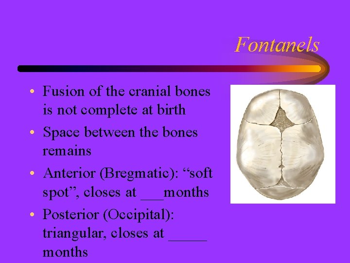 Fontanels • Fusion of the cranial bones is not complete at birth • Space