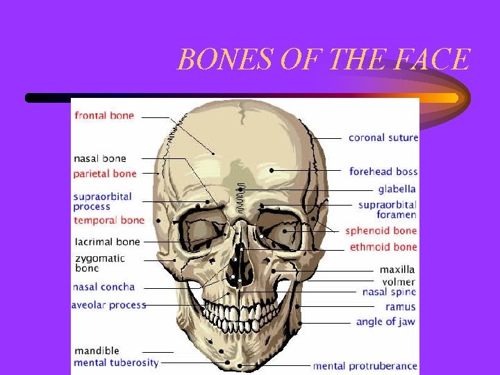 BONES OF THE FACE 