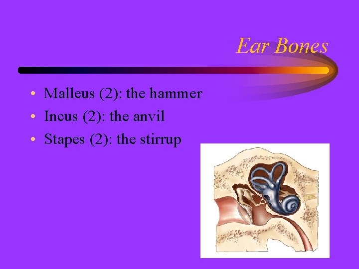 Ear Bones • Malleus (2): the hammer • Incus (2): the anvil • Stapes