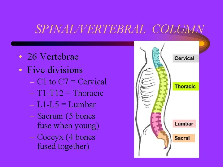 SPINAL/VERTEBRAL COLUMN • 26 Vertebrae • Five divisions – C 1 to C 7