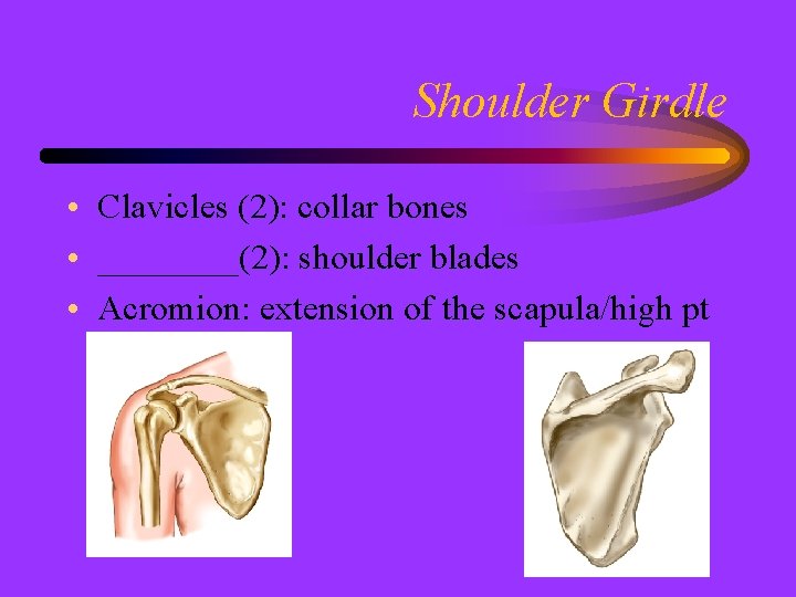 Shoulder Girdle • Clavicles (2): collar bones • ____(2): shoulder blades • Acromion: extension