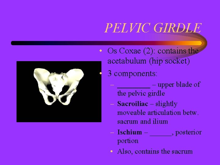 PELVIC GIRDLE • Os Coxae (2): contains the acetabulum (hip socket) • 3 components: