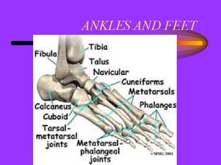 ANKLES AND FEET 