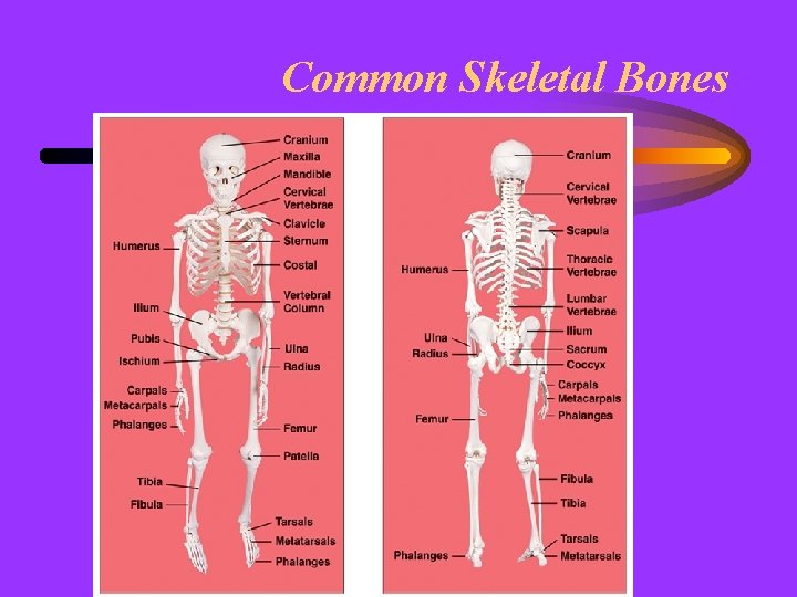 Common Skeletal Bones 