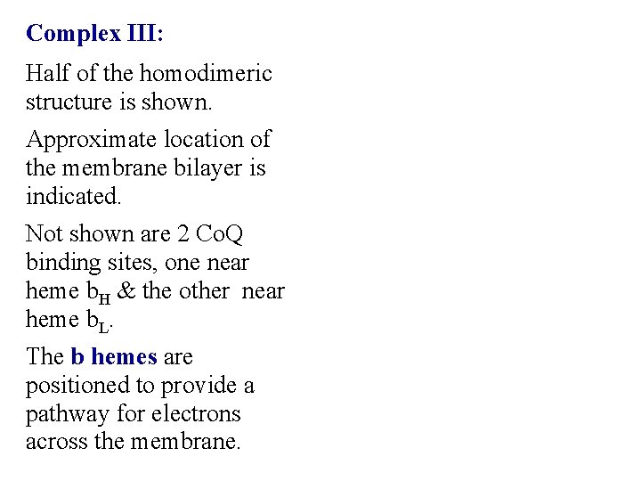 Complex III: Half of the homodimeric structure is shown. Approximate location of the membrane
