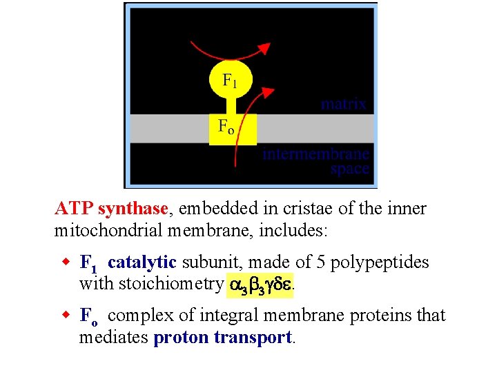 ATP synthase, embedded in cristae of the inner mitochondrial membrane, includes: w F 1