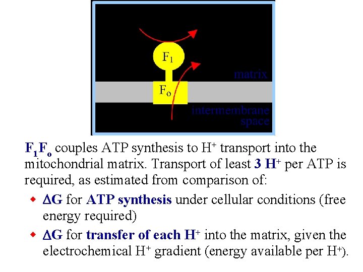 F 1 Fo couples ATP synthesis to H+ transport into the mitochondrial matrix. Transport