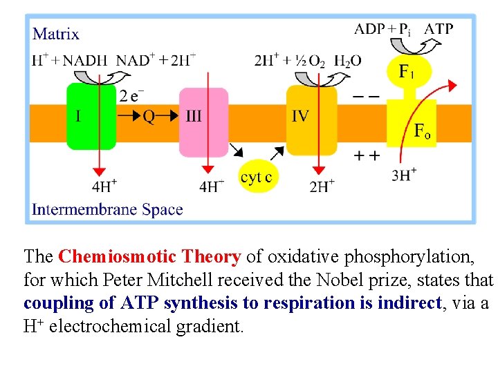 The Chemiosmotic Theory of oxidative phosphorylation, for which Peter Mitchell received the Nobel prize,