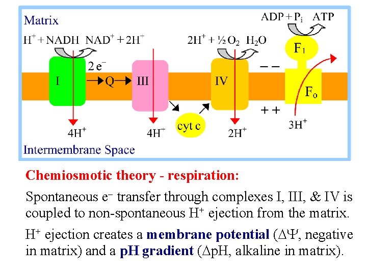 Chemiosmotic theory - respiration: Spontaneous e- transfer through complexes I, III, & IV is