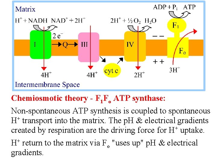 Chemiosmotic theory - F 1 Fo ATP synthase: Non-spontaneous ATP synthesis is coupled to