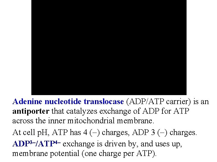 Adenine nucleotide translocase (ADP/ATP carrier) is an antiporter that catalyzes exchange of ADP for