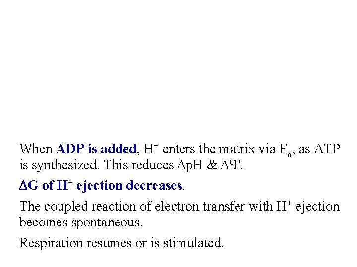 When ADP is added, H+ enters the matrix via Fo, as ATP is synthesized.