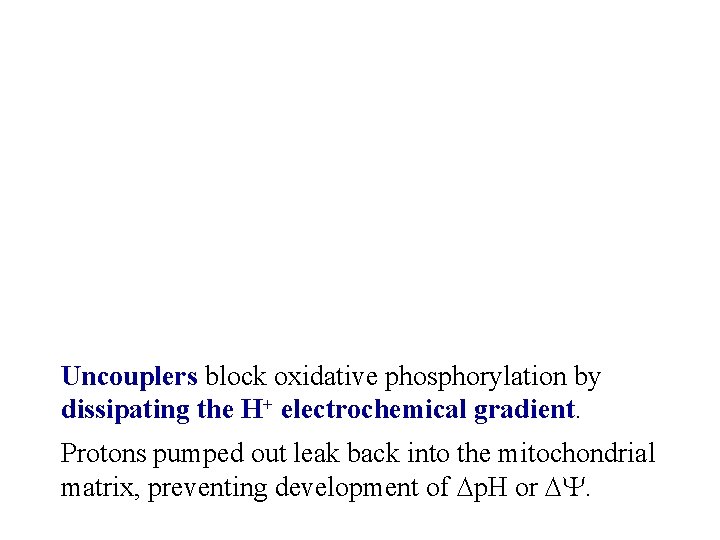 Uncouplers block oxidative phosphorylation by dissipating the H+ electrochemical gradient. Protons pumped out leak