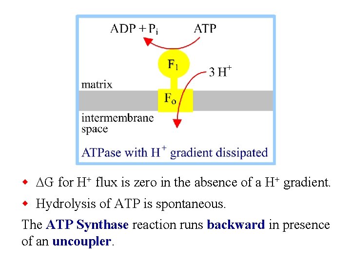 w DG for H+ flux is zero in the absence of a H+ gradient.