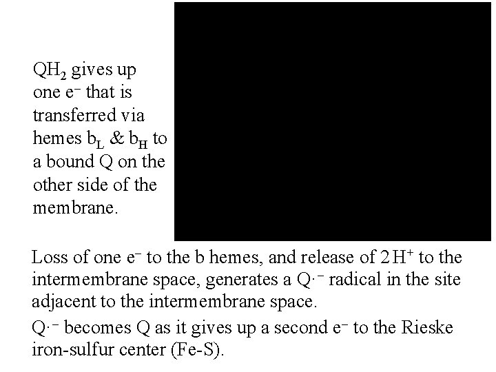 QH 2 gives up one e- that is transferred via hemes b. L &