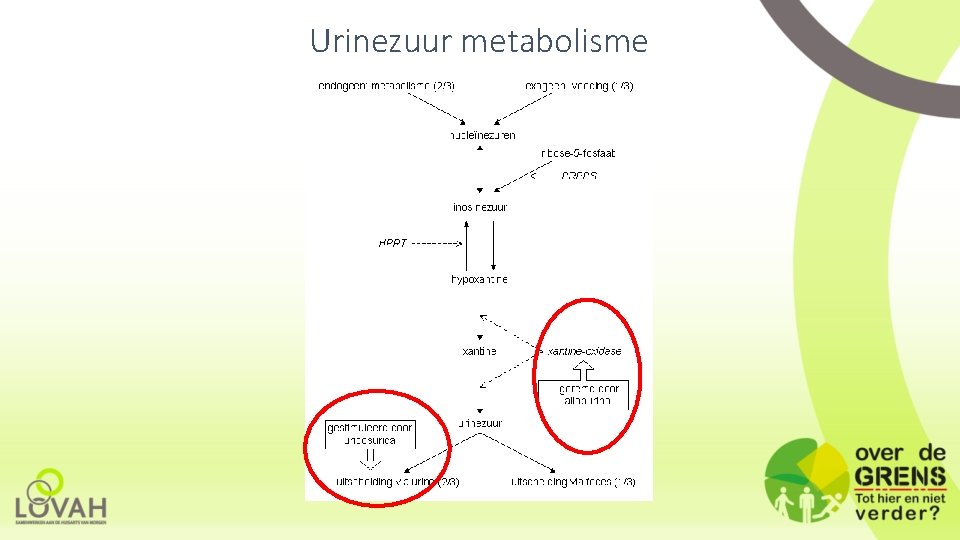 Urinezuur metabolisme 