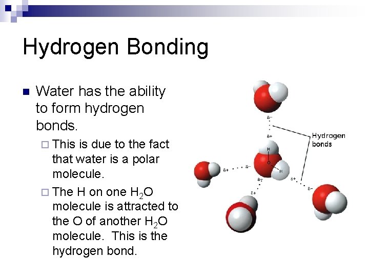 Hydrogen Bonding n Water has the ability to form hydrogen bonds. ¨ This is