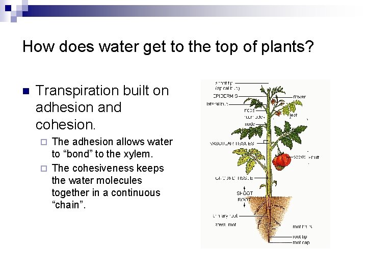 How does water get to the top of plants? n Transpiration built on adhesion